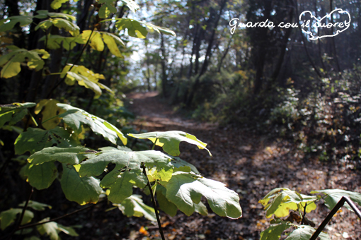 bosco d'autunno