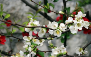 fiori primaverili - pyrus