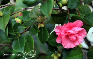 Fiore Camelia