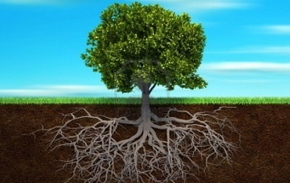 albero con radici