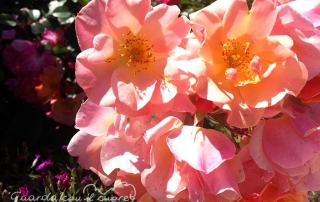 fiore di rosa