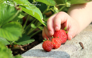 fragole