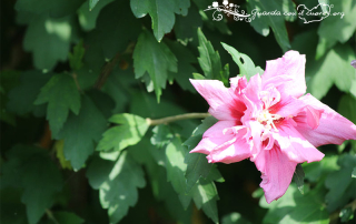 fiore di ibisco