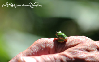 raganella verde